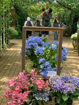 横浜イングリッシュガーデンに投稿された画像（2023/6/4）