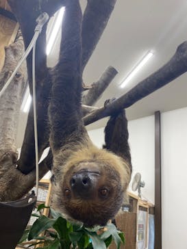 しろとり動物園に投稿された画像（2023/6/4）