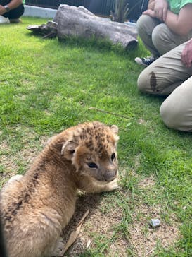 しろとり動物園に投稿された画像（2023/6/4）