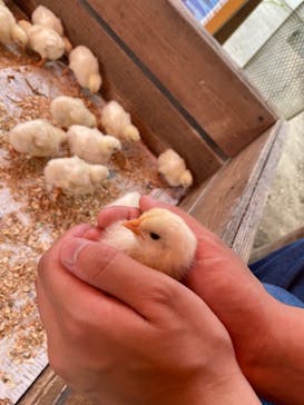 しろとり動物園に投稿された画像（2023/6/4）