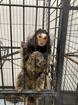 しろとり動物園に投稿された画像（2023/6/4）