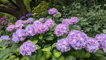 横浜イングリッシュガーデンに投稿された画像（2023/6/4）