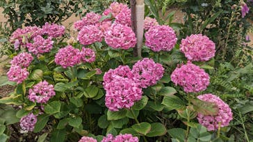 横浜イングリッシュガーデンに投稿された画像（2023/6/4）