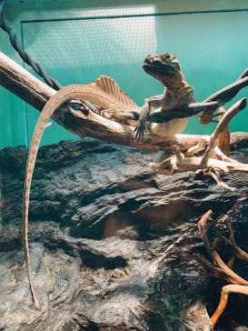 サンシャイン水族館に投稿された画像（2023/6/4）