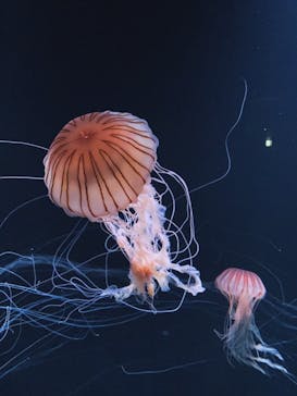 サンシャイン水族館に投稿された画像（2023/6/4）