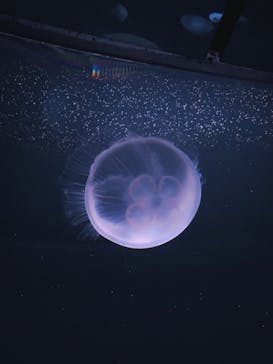 サンシャイン水族館に投稿された画像（2023/6/4）