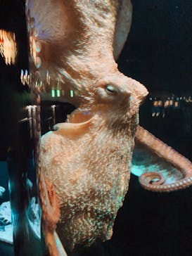 サンシャイン水族館に投稿された画像（2023/6/4）