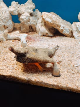 サンシャイン水族館に投稿された画像（2023/6/4）