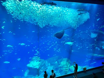 アクアワールド茨城県大洗水族館に投稿された画像（2023/6/4）
