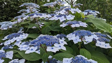 横浜イングリッシュガーデンに投稿された画像（2023/6/4）