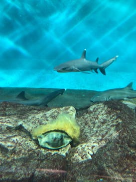 アクアワールド茨城県大洗水族館に投稿された画像（2023/6/4）