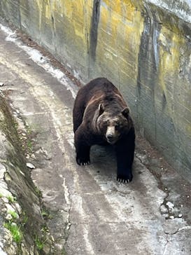 のぼりべつクマ牧場に投稿された画像（2023/6/4）