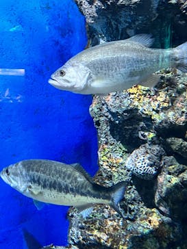 箱根園水族館に投稿された画像（2023/6/4）