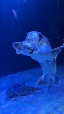 サンシャイン水族館に投稿された画像（2023/6/4）