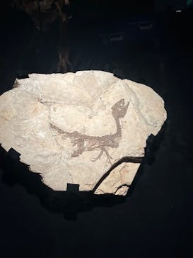 特別展「恐竜博2023」に投稿された画像（2023/6/4）