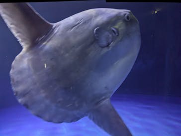 サンシャイン水族館に投稿された画像（2023/6/4）