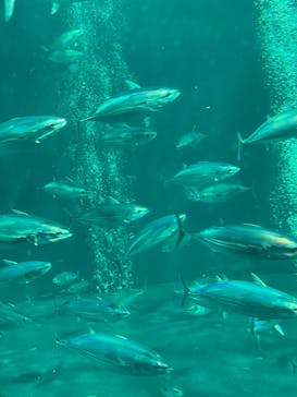 環境水族館アクアマリンふくしまに投稿された画像（2023/6/4）