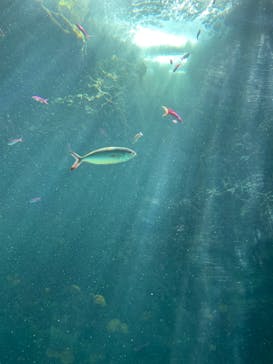 環境水族館アクアマリンふくしまに投稿された画像（2023/6/4）
