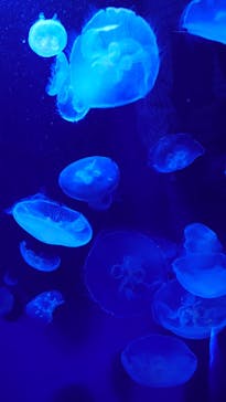 サンシャイン水族館に投稿された画像（2023/6/4）