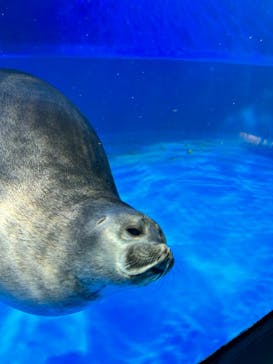 サンシャイン水族館に投稿された画像（2023/6/4）