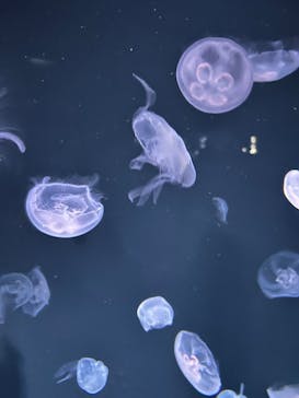 サンシャイン水族館に投稿された画像（2023/6/4）