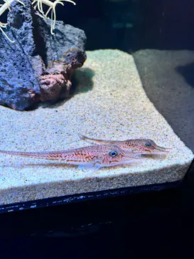 サンシャイン水族館に投稿された画像（2023/6/4）