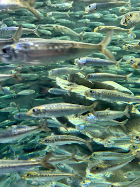 サンシャイン水族館に投稿された画像（2023/6/4）
