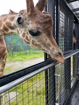 那須サファリパークに投稿された画像（2023/6/4）