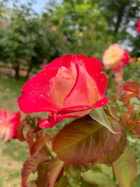 いばらきフラワーパークに投稿された画像（2023/6/4）