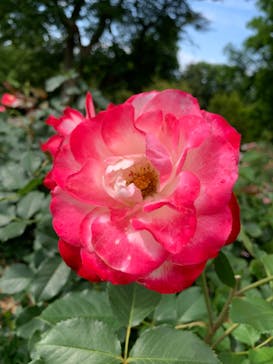 いばらきフラワーパークに投稿された画像（2023/6/4）