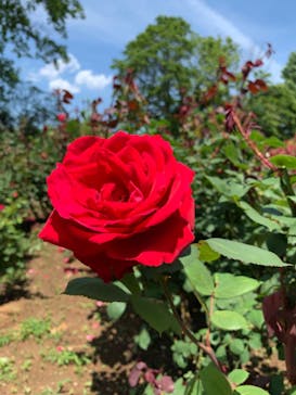 いばらきフラワーパークに投稿された画像（2023/6/4）