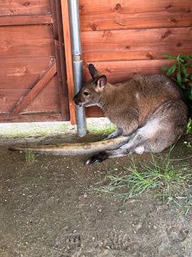 淡路ファームパーク イングランドの丘に投稿された画像（2023/6/4）