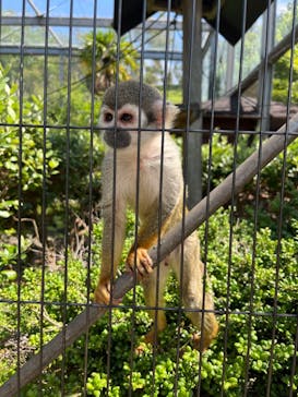 淡路ファームパーク イングランドの丘に投稿された画像（2023/6/4）