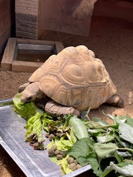 淡路ファームパーク イングランドの丘に投稿された画像（2023/6/4）