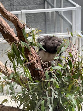 淡路ファームパーク イングランドの丘に投稿された画像（2023/6/4）