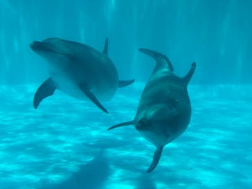 名古屋港水族館に投稿された画像（2023/6/4）