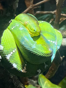 体感型動物園iZooに投稿された画像（2023/6/4）