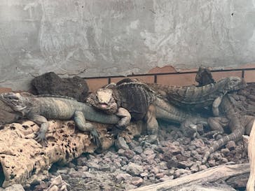 体感型動物園iZooに投稿された画像（2023/6/4）