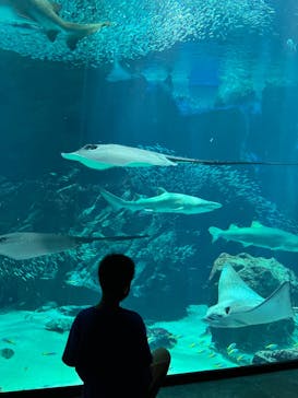 マリンワールド海の中道に投稿された画像（2023/6/4）