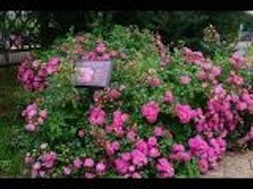 京成バラ園に投稿された画像（2023/6/4）