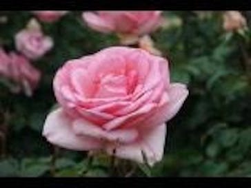 京成バラ園に投稿された画像（2023/6/4）