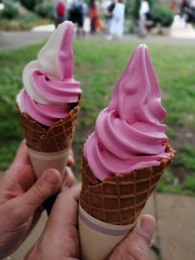 京成バラ園に投稿された画像（2023/6/4）