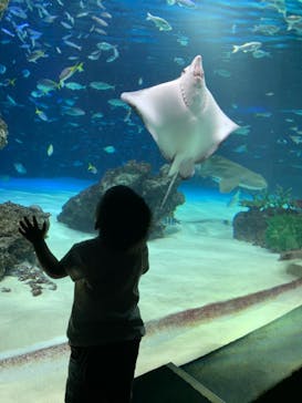 サンシャイン水族館に投稿された画像（2023/6/4）