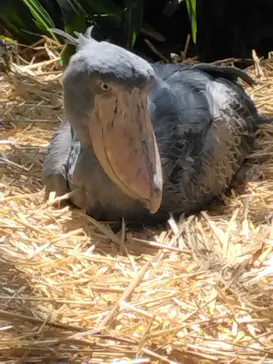 神戸どうぶつ王国に投稿された画像（2023/6/4）