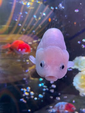 ネオパークオキナワに投稿された画像（2023/6/4）