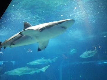 アクアワールド茨城県大洗水族館に投稿された画像（2023/6/4）