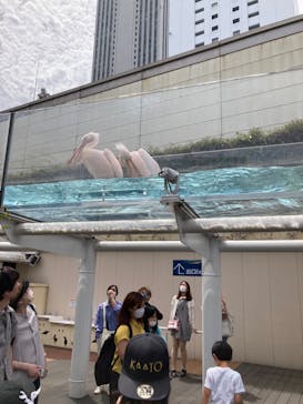 サンシャイン水族館に投稿された画像（2023/6/5）