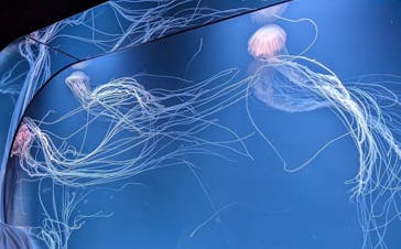 サンシャイン水族館に投稿された画像（2023/6/5）