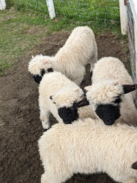 那須どうぶつ王国に投稿された画像（2023/6/5）