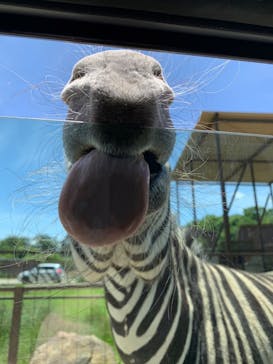 東北サファリパークに投稿された画像（2023/6/5）